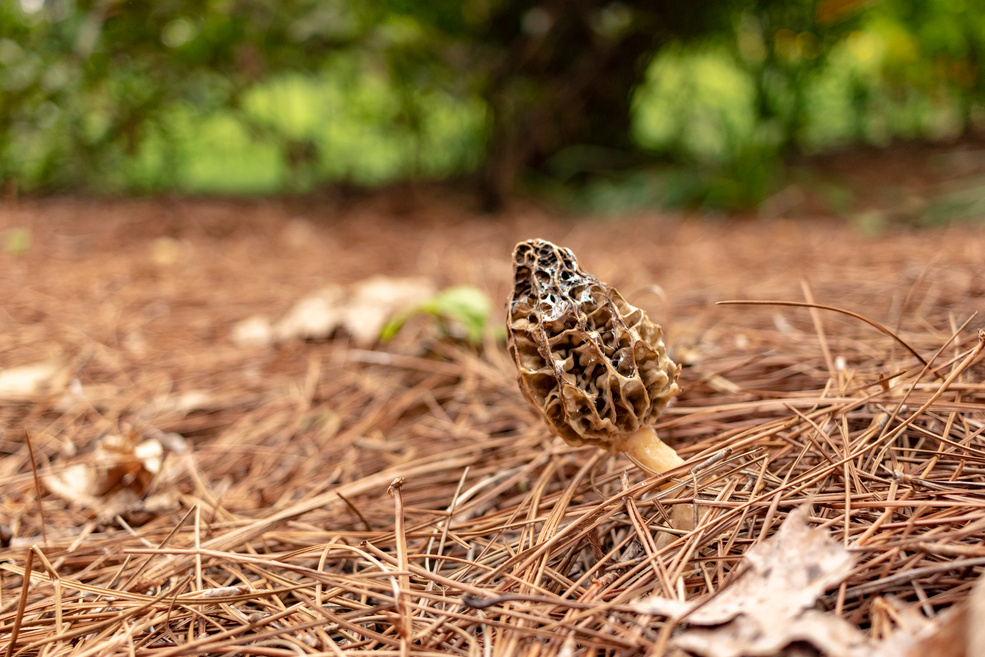 Morel mushroom growing through pine straw