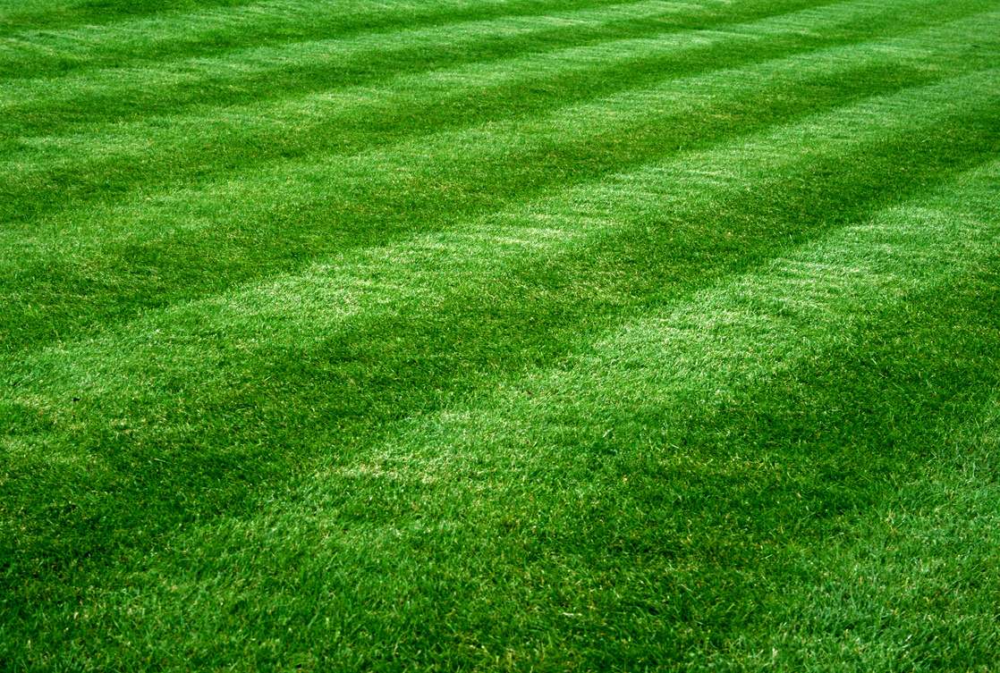 Beautifully mowed grass lawn